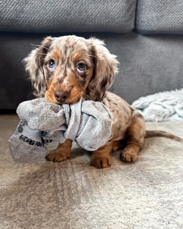 dapple long haired mini dachshund