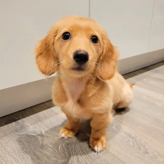 english cream dachshunds for sale