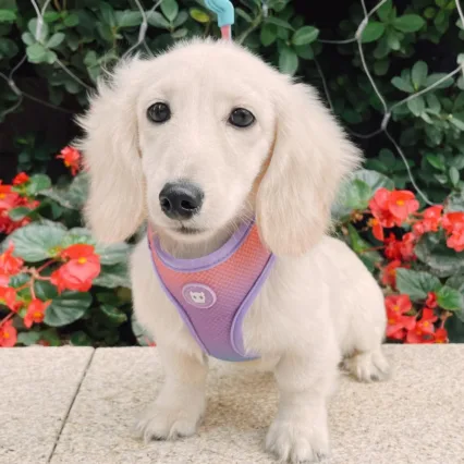 english cream dachshund puppy