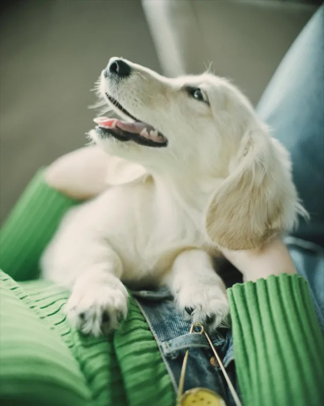 english cream dachshund puppy