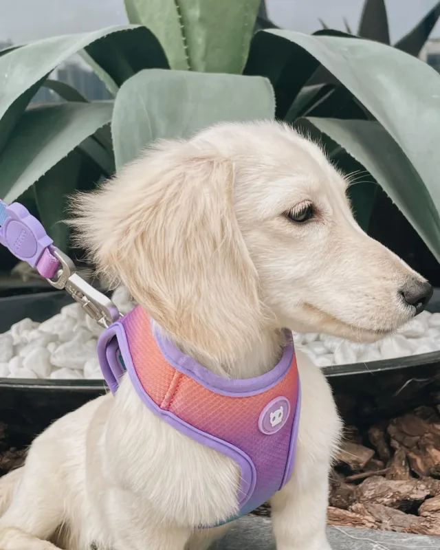 english cream dachshund puppy