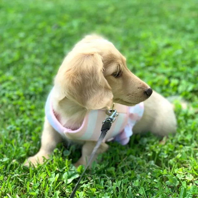 english cream miniature dachshund