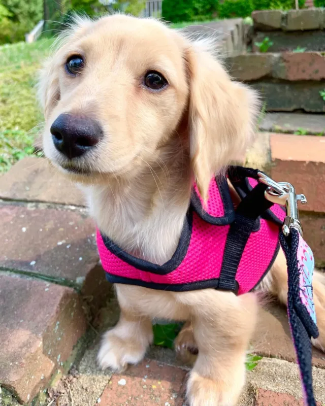 english cream miniature dachshund