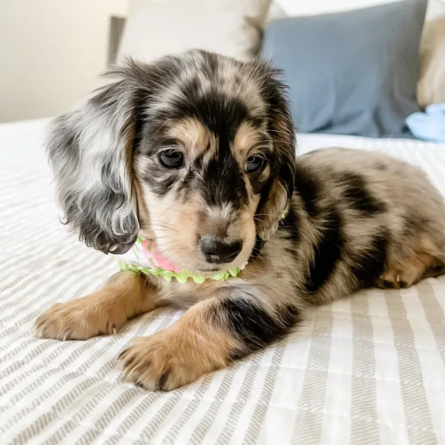 blue dapple dachshund puppies