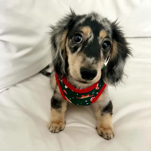 blue dapple dachshund puppies