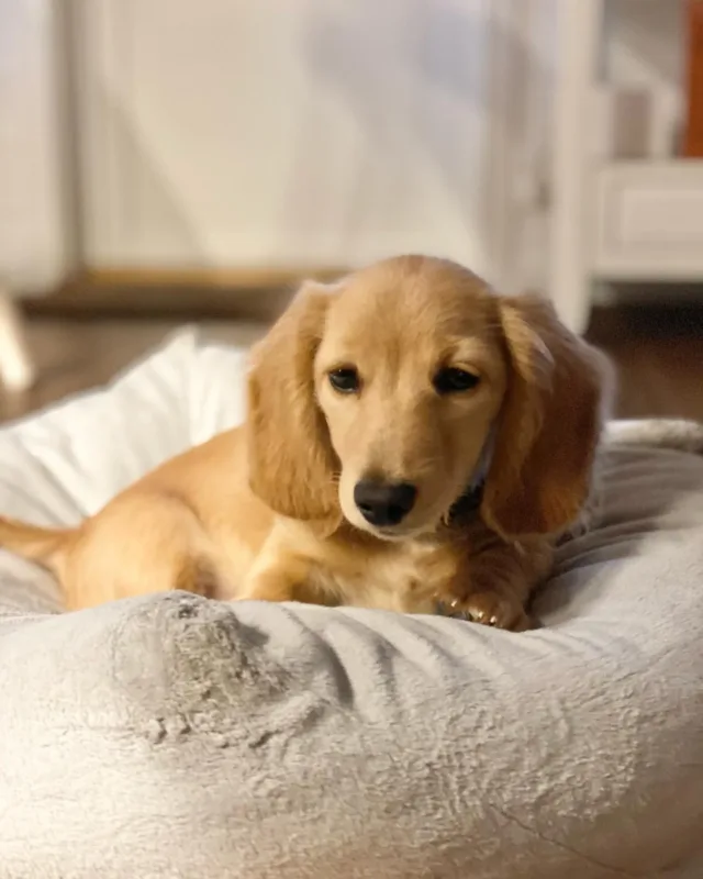 english cream dachshund puppies