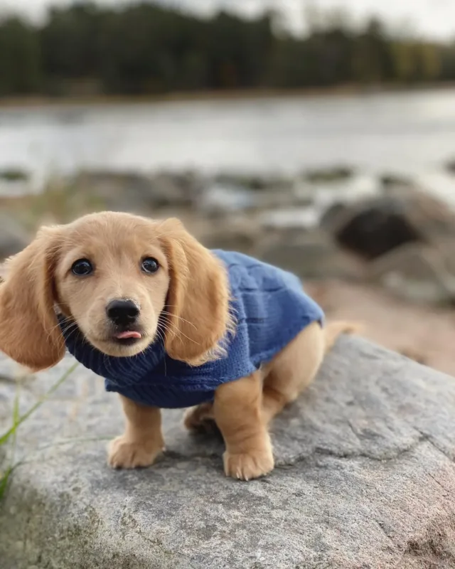 english cream dachshund puppies