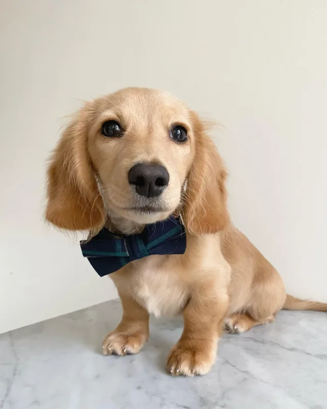 english cream dachshund puppies