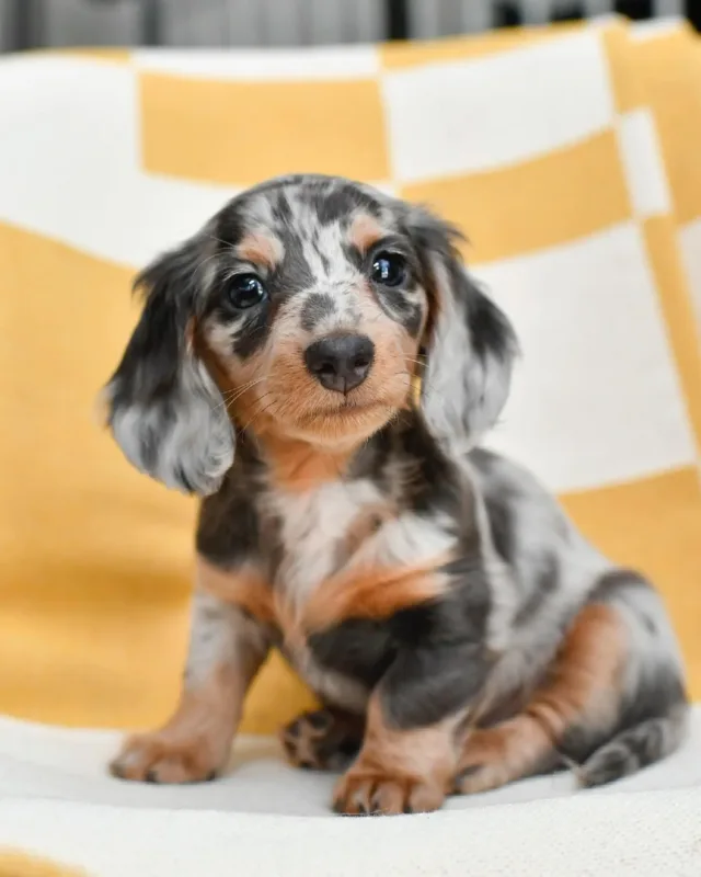 blue dachshund dapple