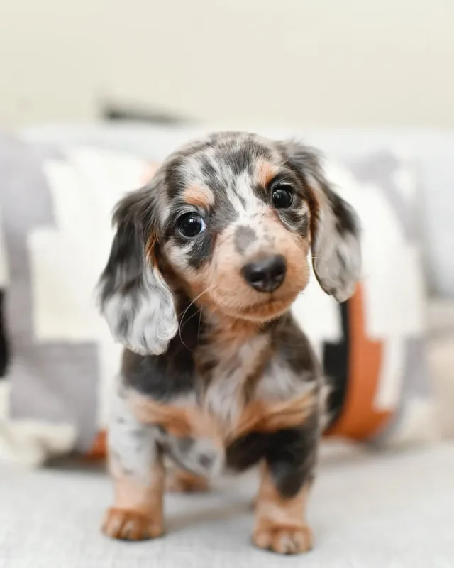 blue dachshund dapple