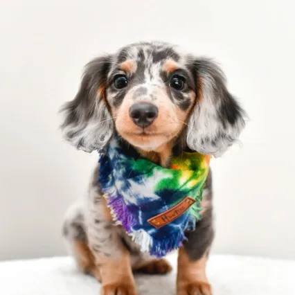 blue dachshund dapple