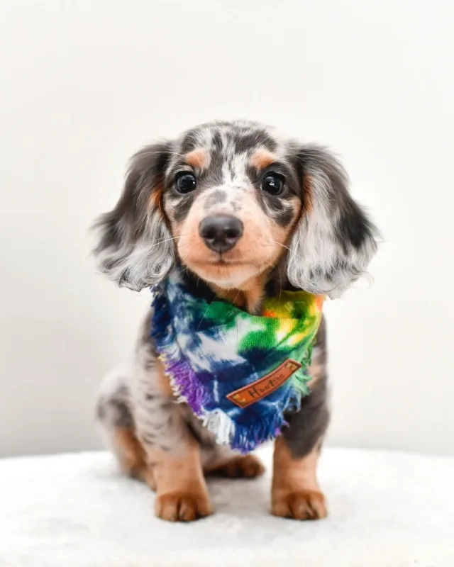 blue dachshund dapple