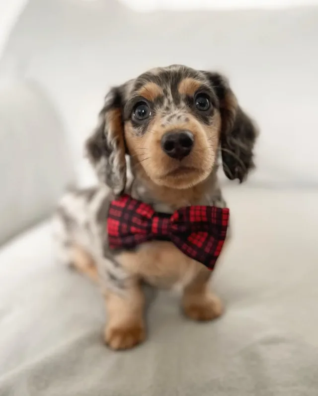 dapple dachshund for sale