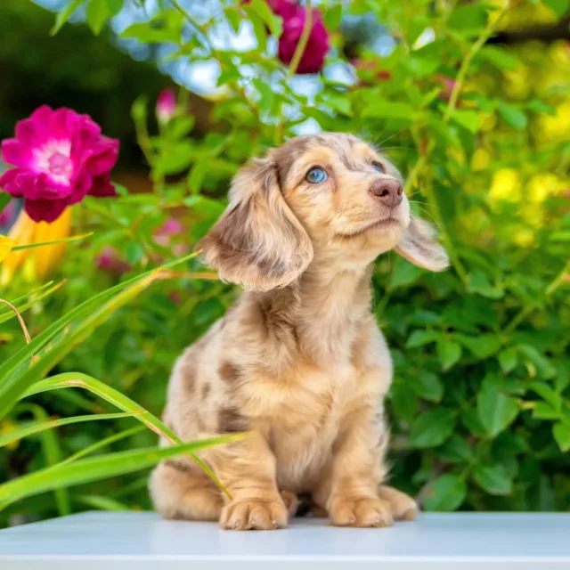 miniature dapple dachshund puppies for sale