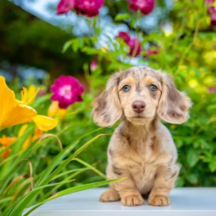 miniature dapple dachshund puppies for sale