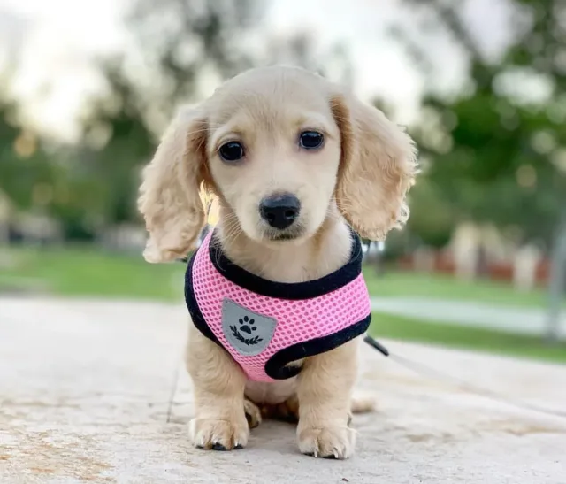 cream mini dachshund puppies for sale