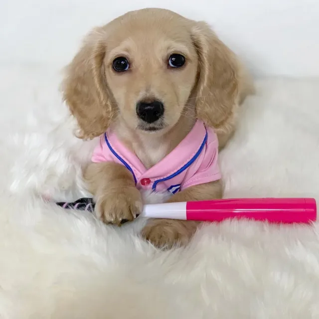 cream mini dachshund puppies for sale