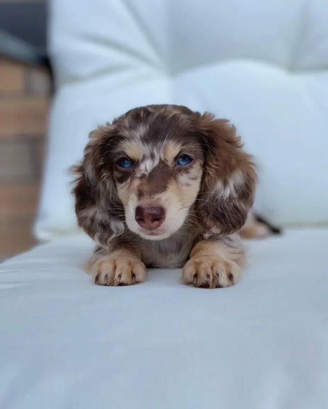 cream dapple mini dachshund