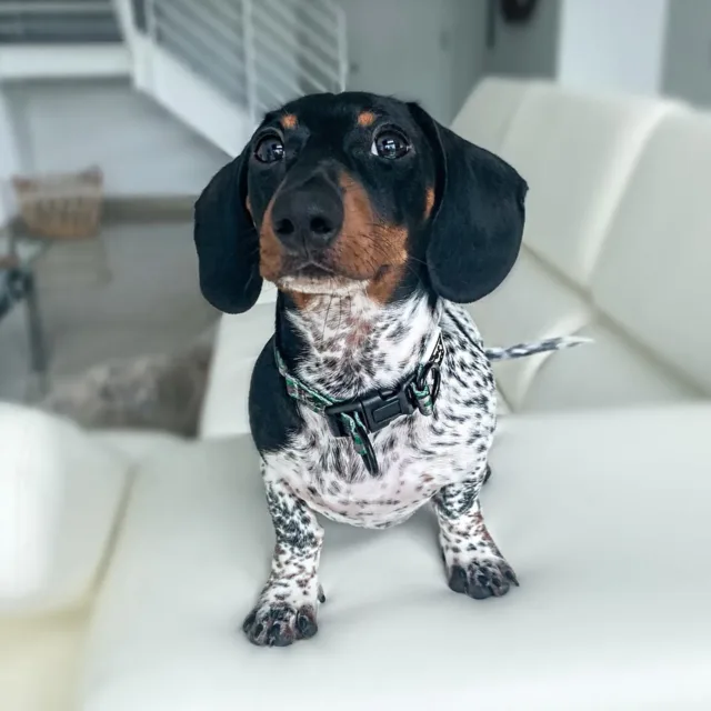 dapple dachshunds for sale