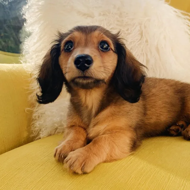 english cream long haired dachshund