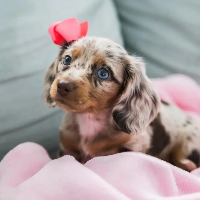 long haired dapple dachshund