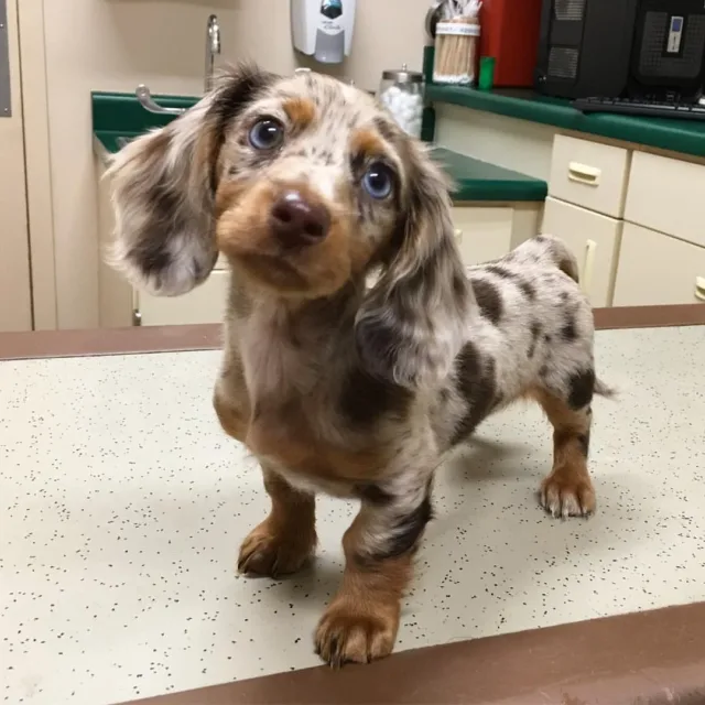 long haired dapple dachshund