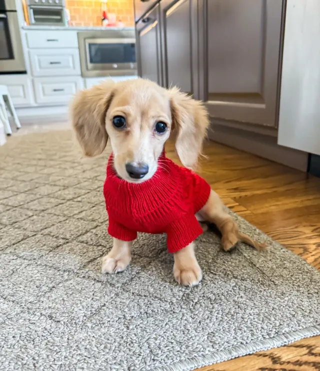 cream dachshund puppies for sale