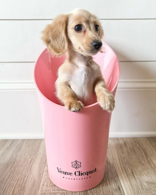 cream dachshund puppies for sale