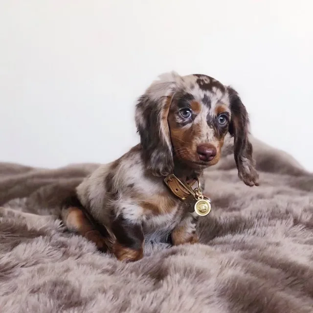 chocolate cream dapple dachshund