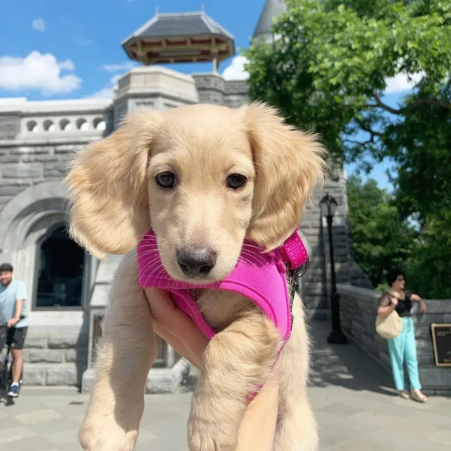 long haired shaded cream dachshund