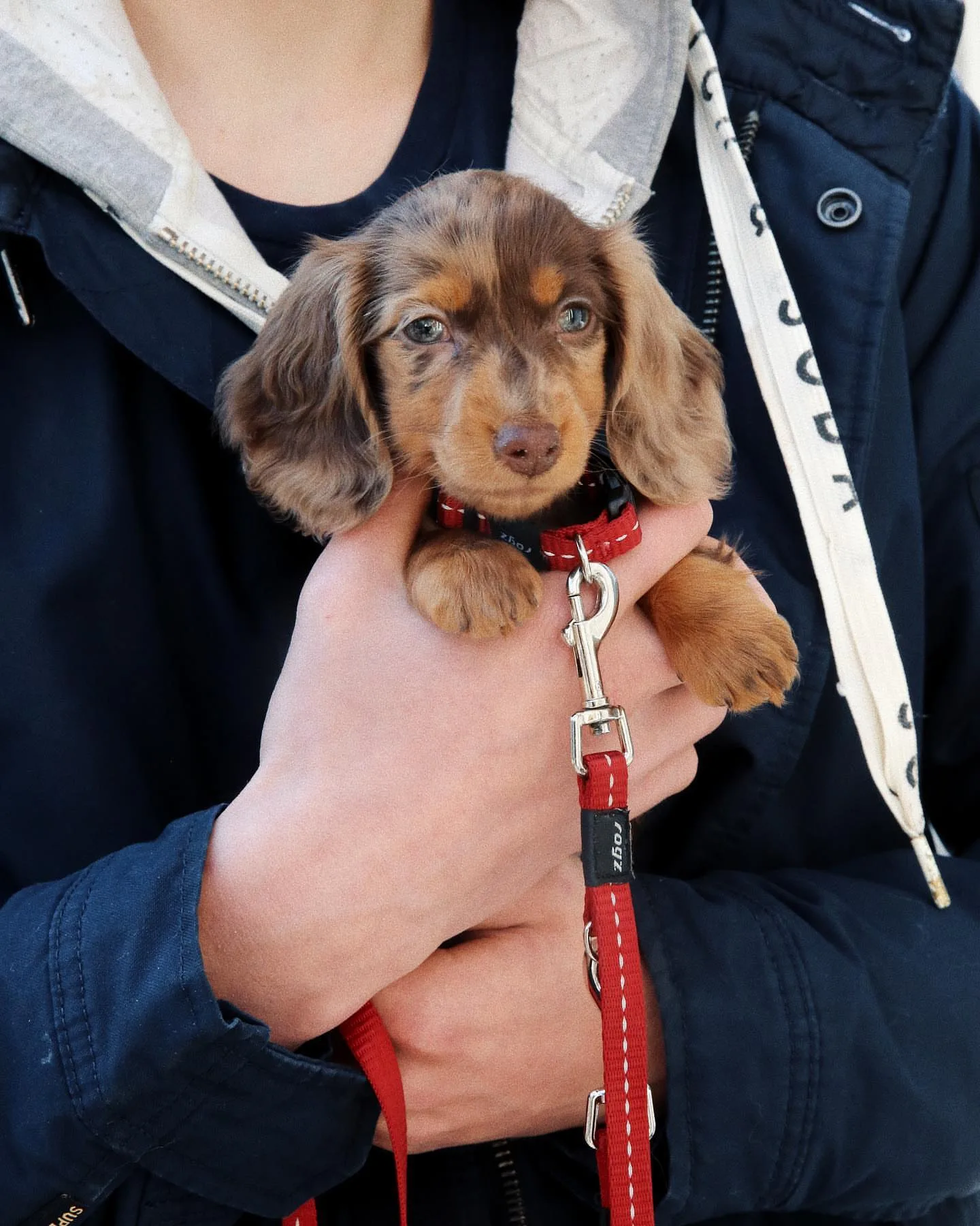 Reputable Dachshund Breeders in Hawaii