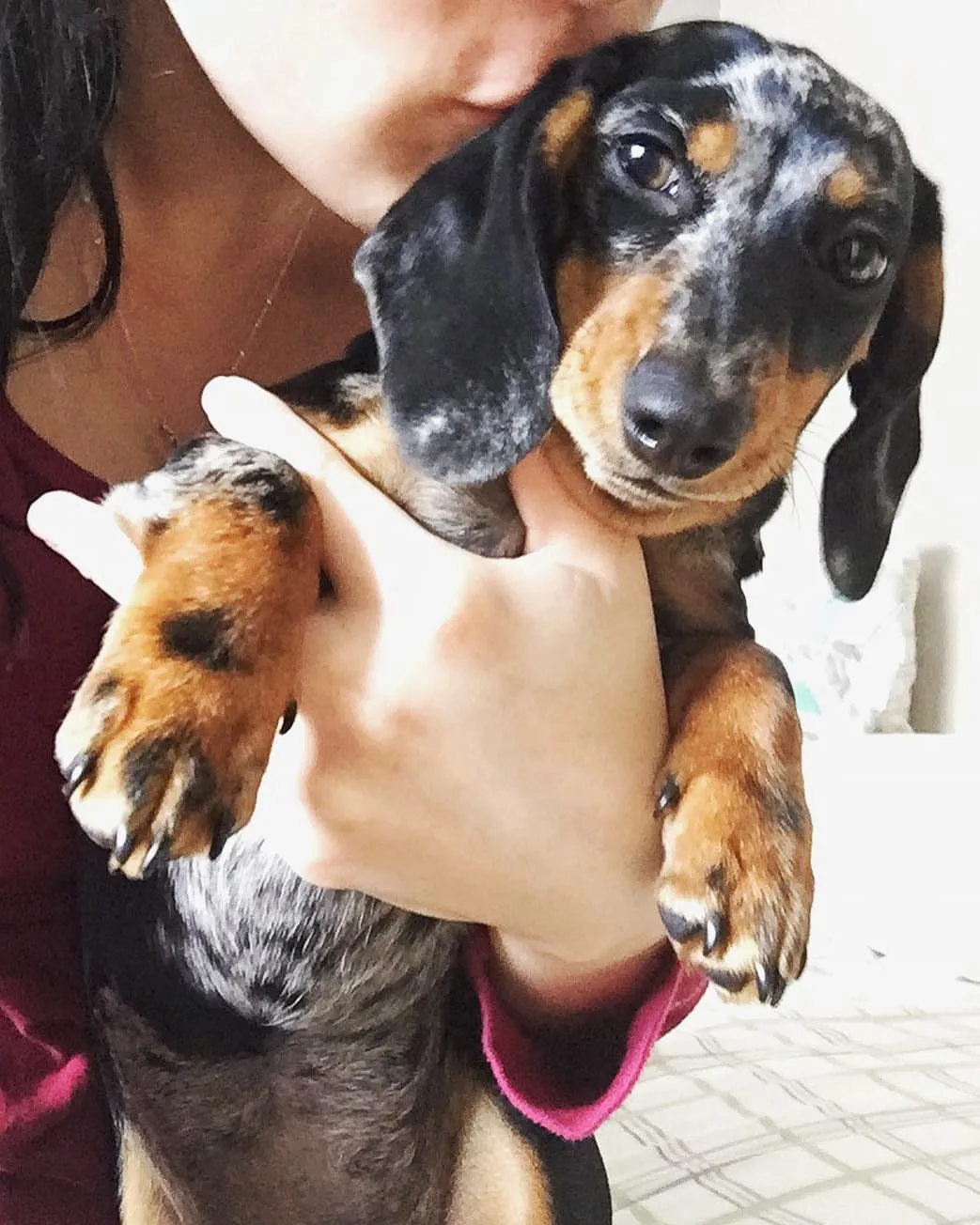 Reputable Cream Dachshund Breeders in Missouri