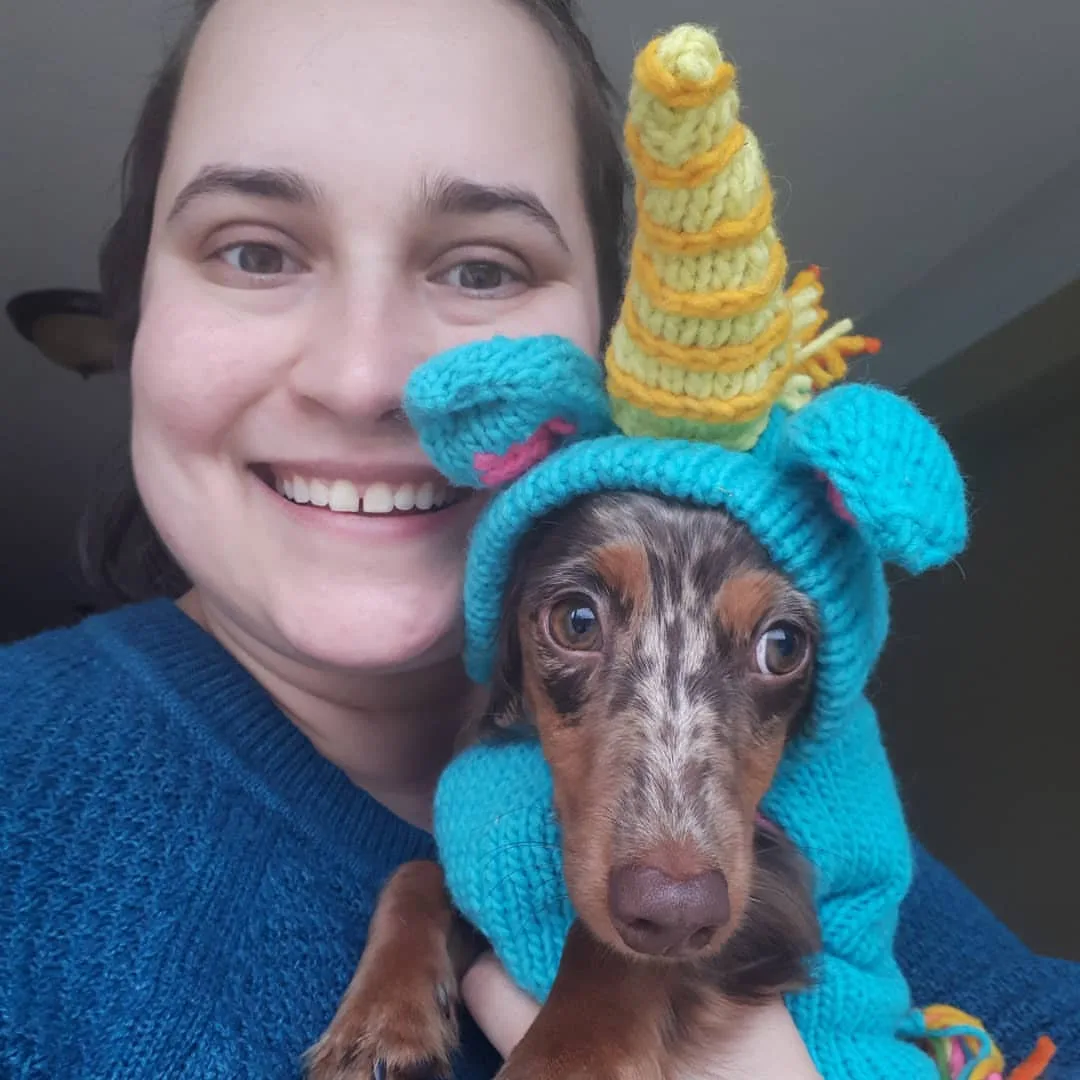 Reputable Cream Dachshund Breeders in New Hampshire