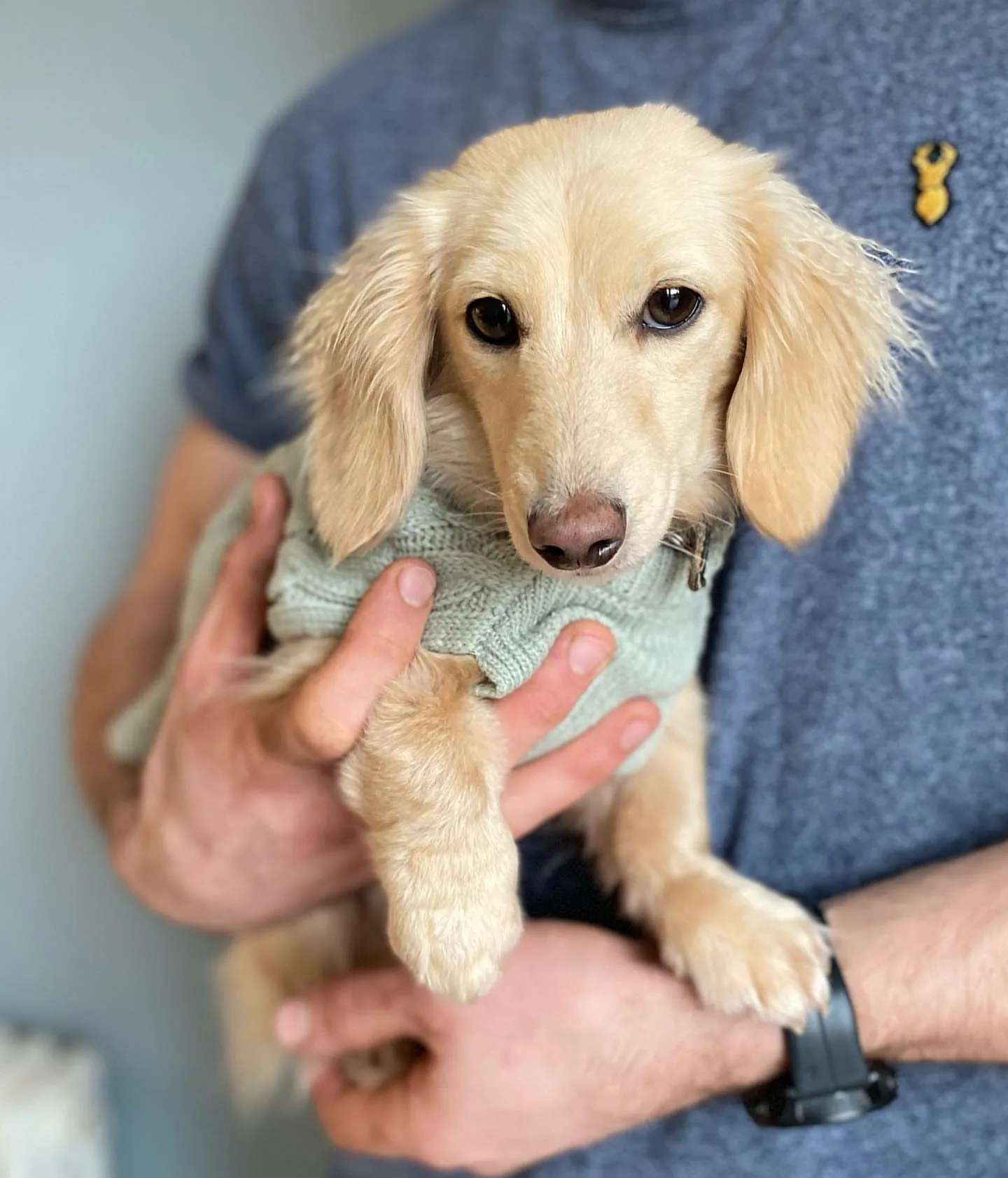 Reputable Dachshund Breeders in Iowa